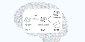 new research discovers that PHIP suppresses NuRD