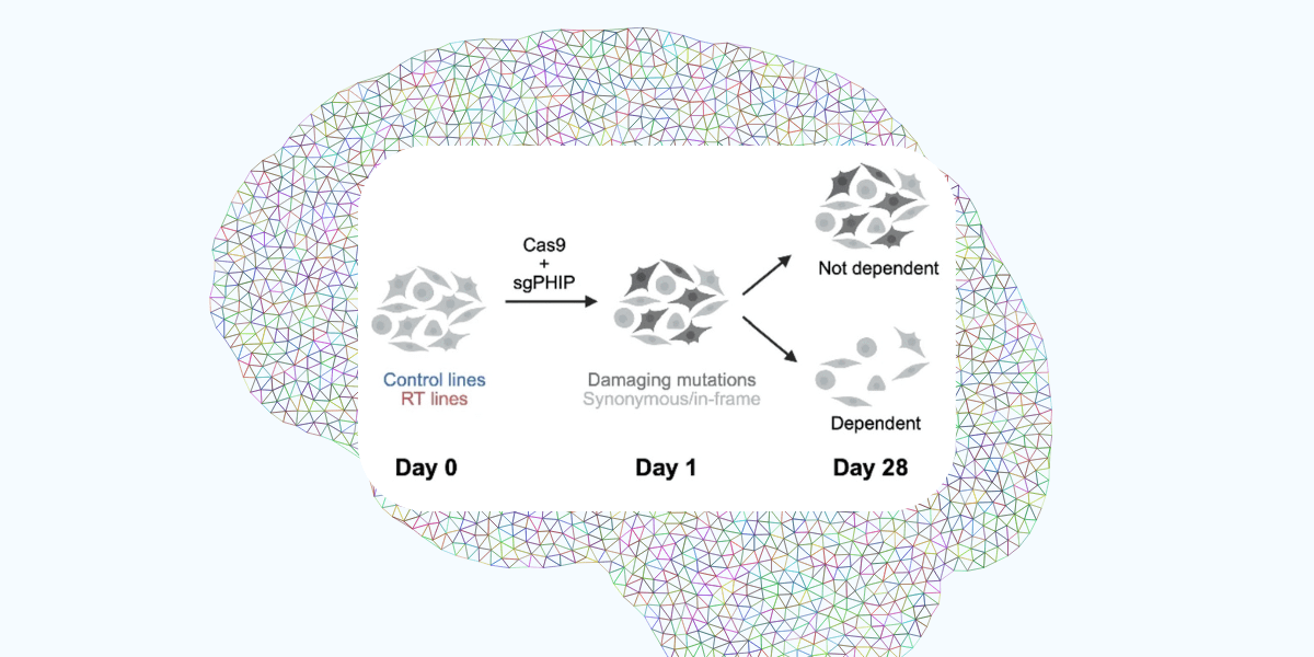 new research discovers that PHIP suppresses NuRD